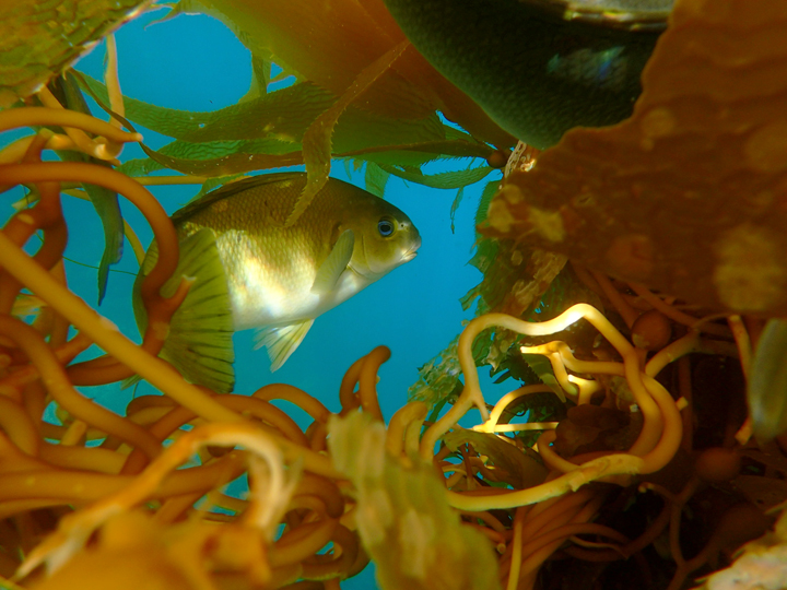 fish swimming through kelp